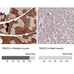 DAP5 Antibody, Novus Biologicals:Antibodies:Primary Antibodies